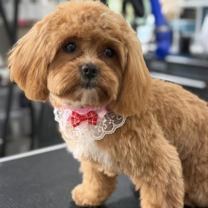 Apricot poodle mix wearing a lace bow-tie collar