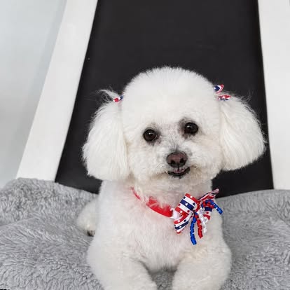 Fluffy white bichon with a red, white, and blue bow after a groom