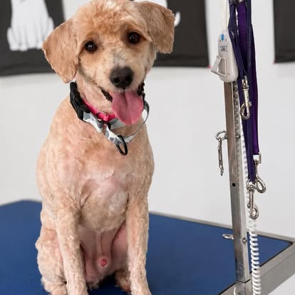 Tan poodle mix freshly groomed, sitting patiently on the table