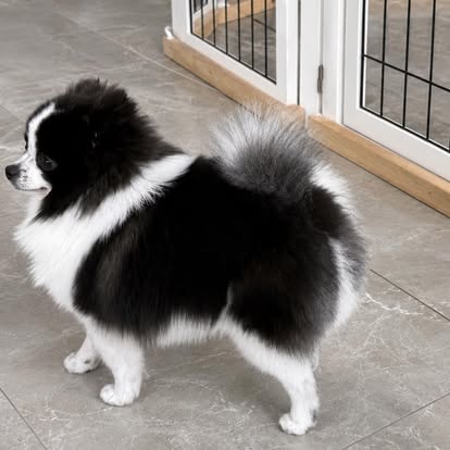 Fluffy black and white pup freshly bathed and brushed out