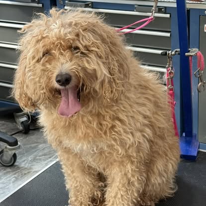 Apricot doodle with a big happy tongue-out smile