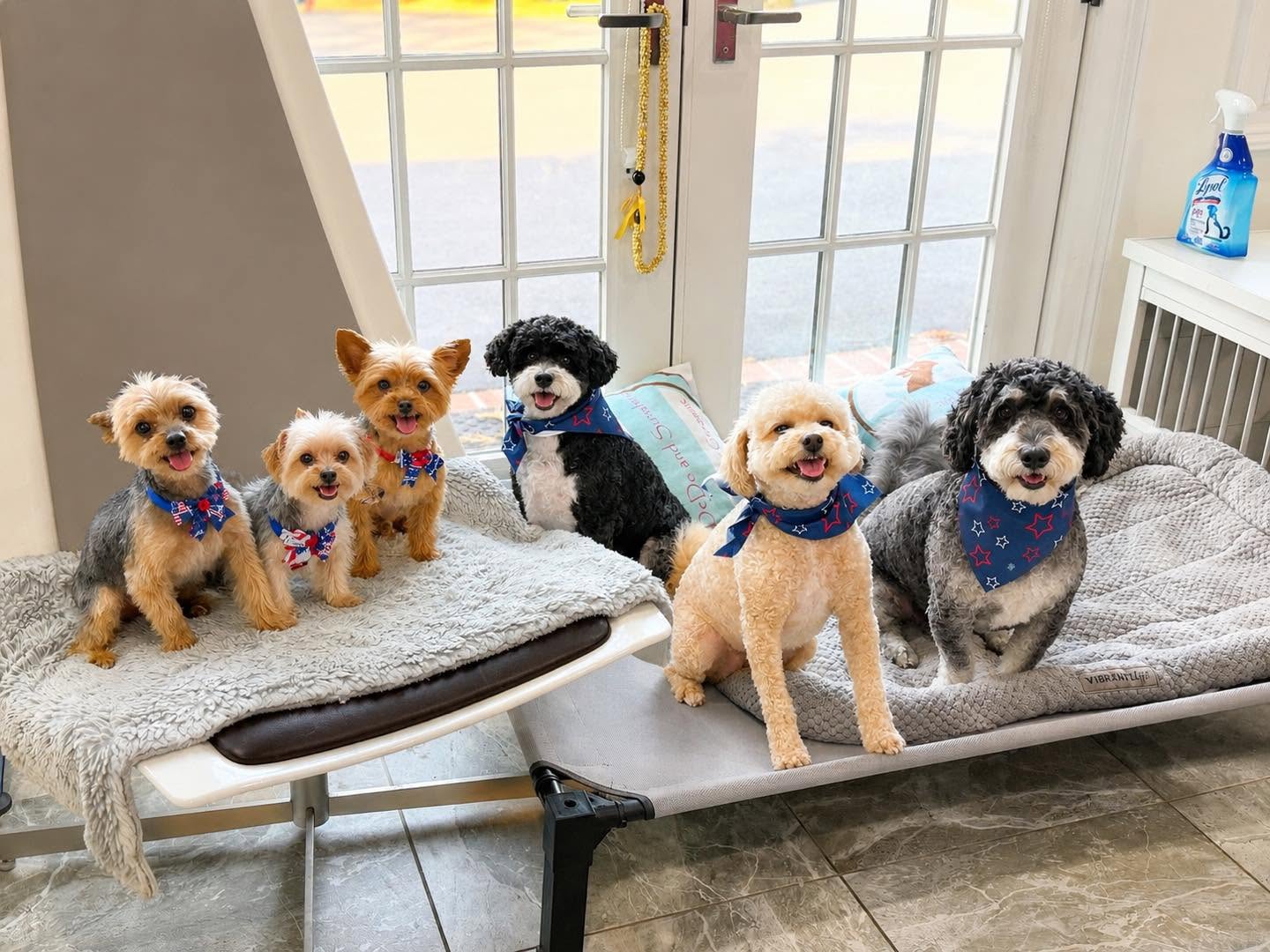 Six freshly groomed pups lined up together in matching patriotic bandanas