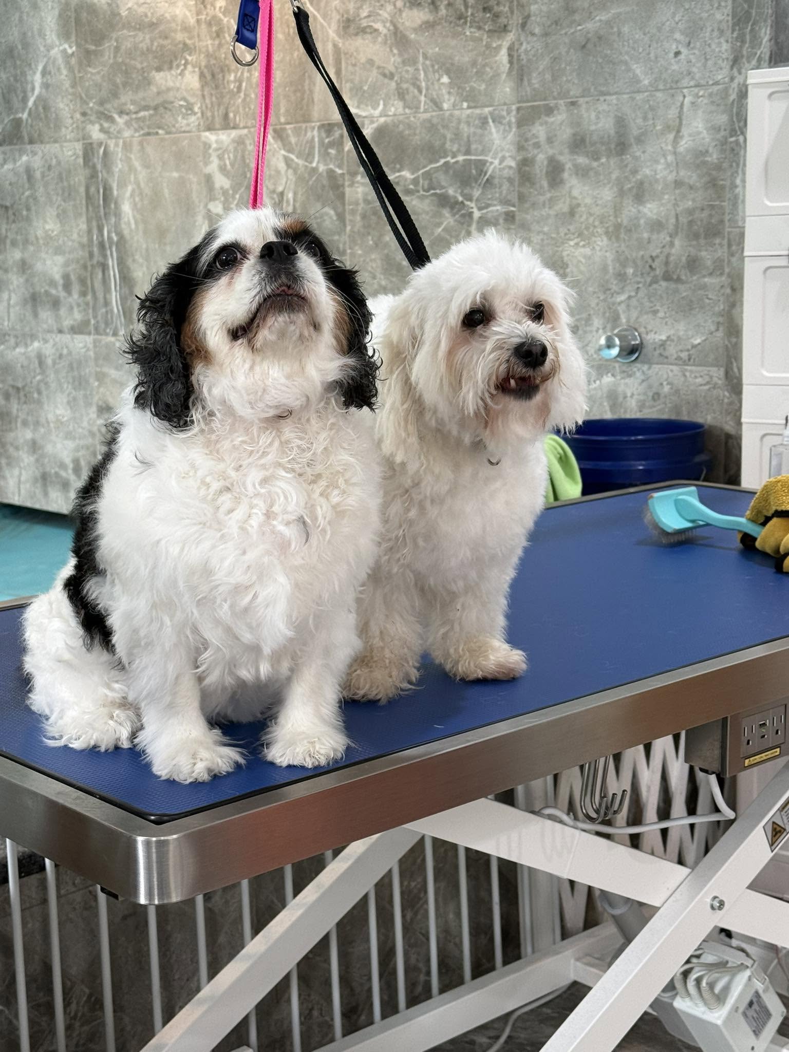 Two freshly groomed pups sitting side by side on the grooming table